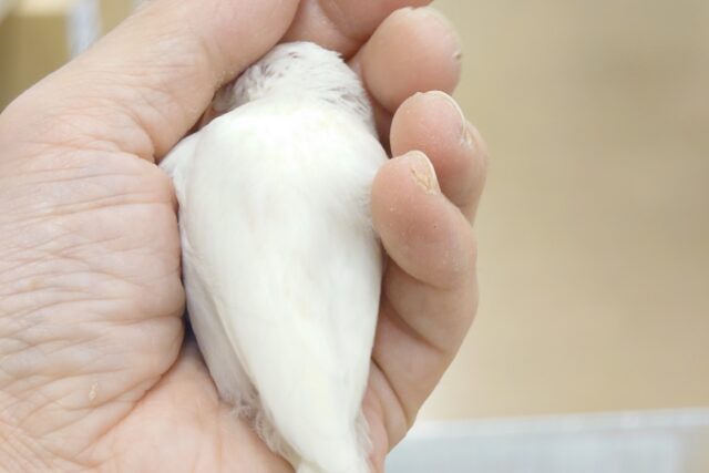 アルビノ文鳥