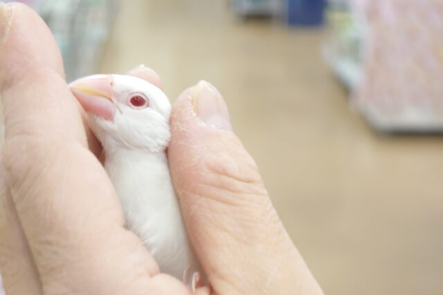 アルビノ文鳥