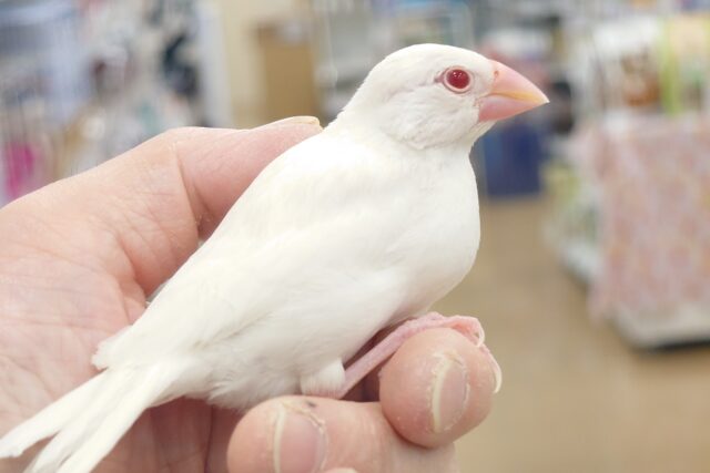 アルビノ文鳥
