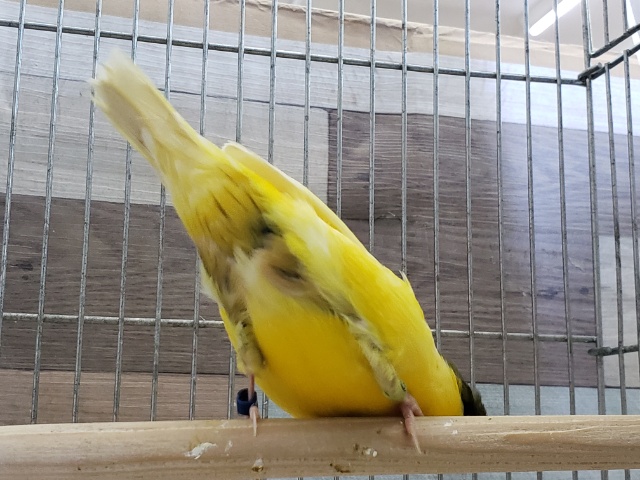 グロスターカナリア