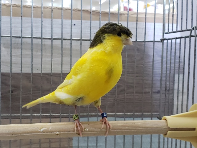 グロスターカナリア