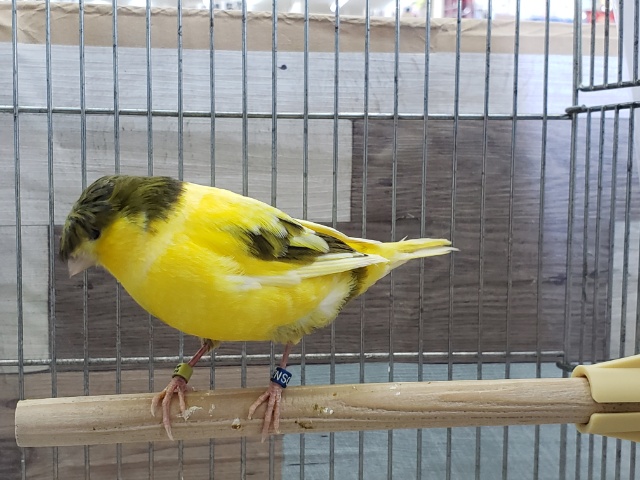 グロスターカナリア