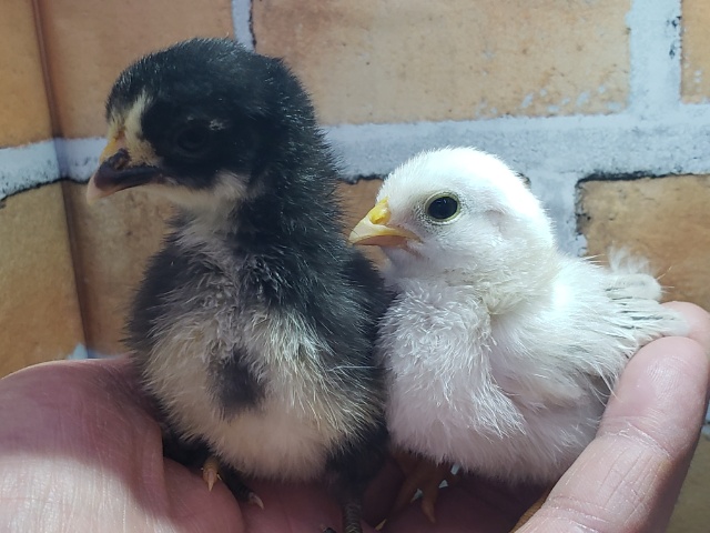 ■■■ チャボ、ニワトリの仲間 ■■■