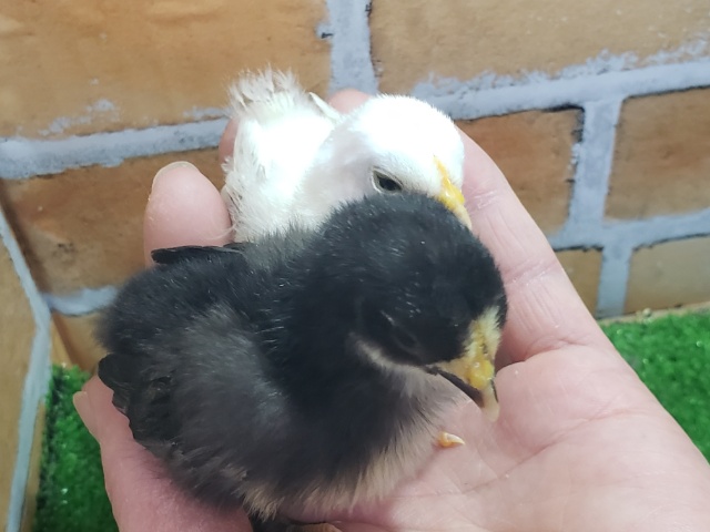 ■■■ チャボ、ニワトリの仲間 ■■■