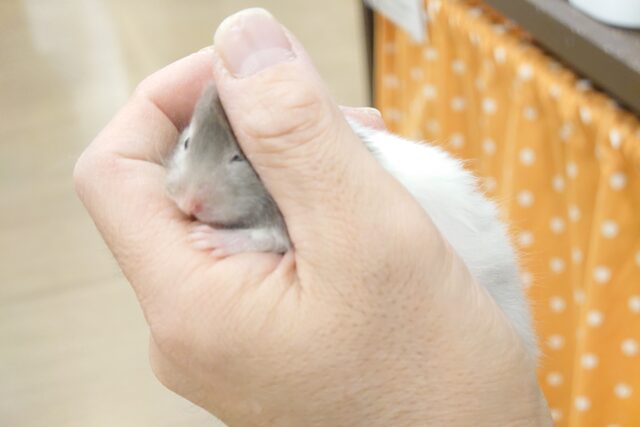 ゴールデンハムスター