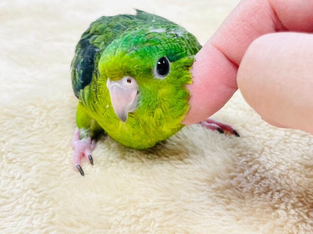 サザナミインコ