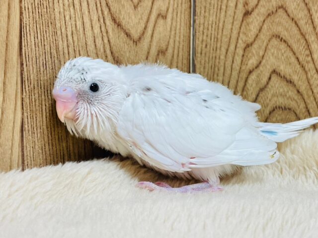 【最新動画更新🪄】白多めのごま塩ちゃん♡セキセイインコ(ハルクイン)ヒナ セキセイインコ