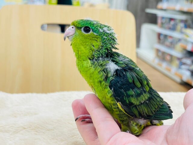 サザナミインコ