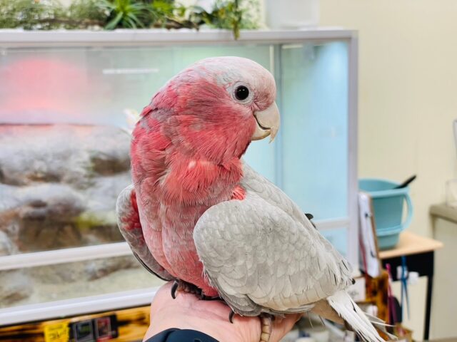 モモイロインコ