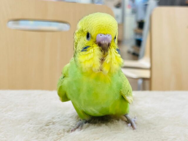 セキセイインコ