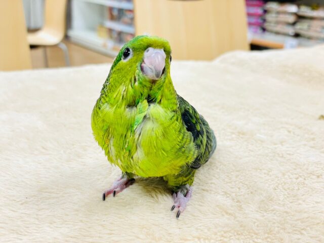 サザナミインコ