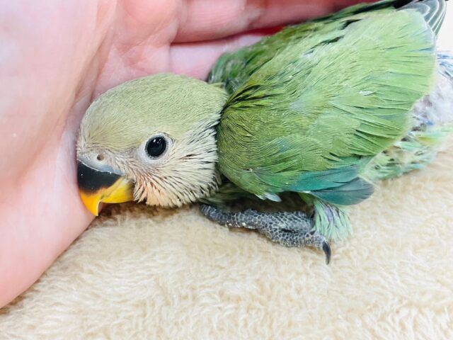 コザクラインコ（小桜インコ）