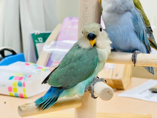 コザクラインコ（小桜インコ）