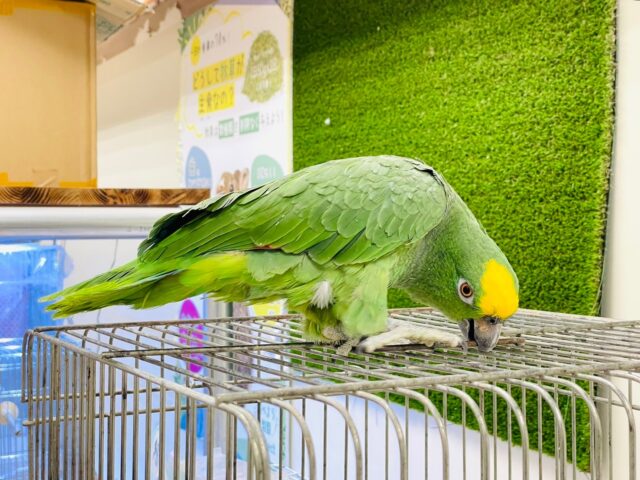 キビタイボウシインコ
