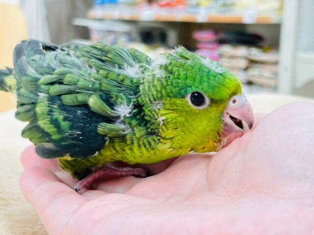 サザナミインコ