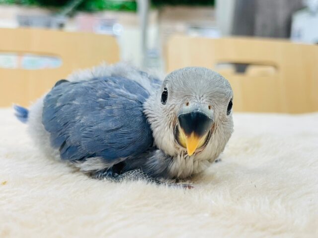 【最新画像更新🪄】わたっ子可愛過ぎ💕コザクラインコ(バイオレット)ヒナ コザクラインコ(小桜インコ)