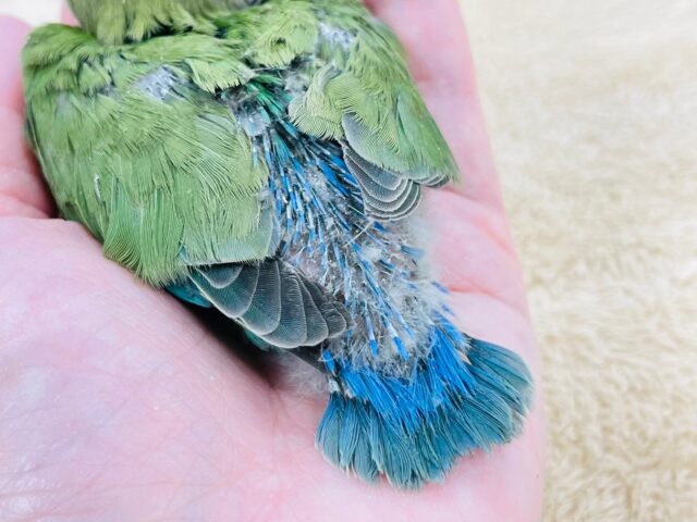 コザクラインコ（小桜インコ）