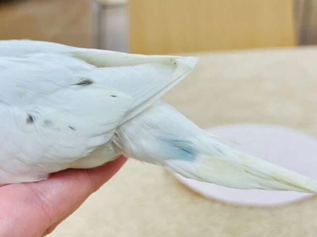 【最新動画更新🪄】白多めのごま塩ちゃん♡セキセイインコ(ハルクイン)ヒナ セキセイインコ