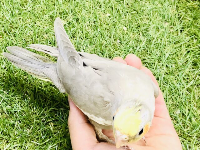オカメインコ