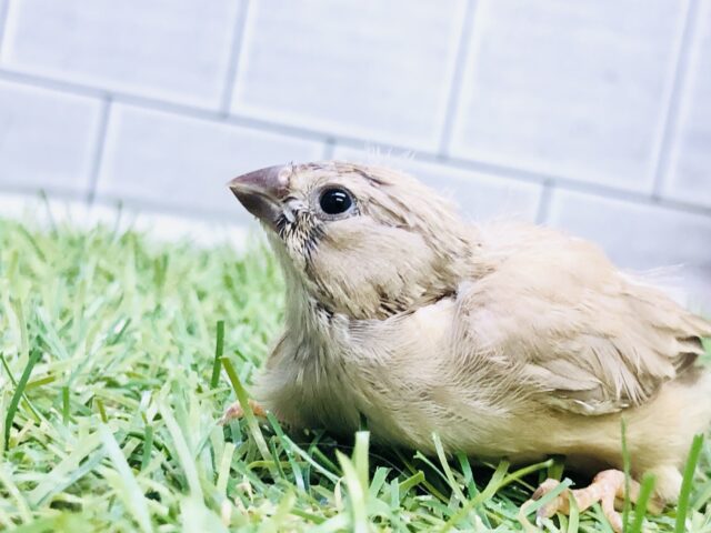 錦花鳥（キンカチョウ）