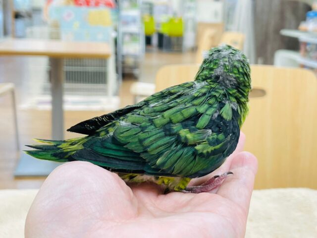 サザナミインコ
