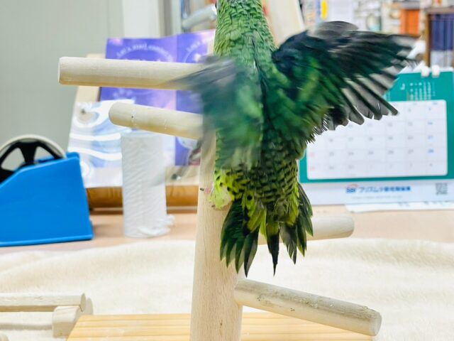 サザナミインコ