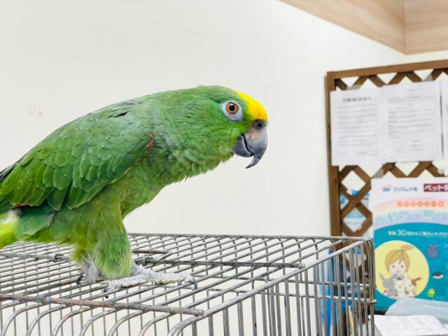 キビタイボウシインコ