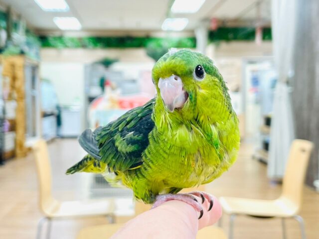 サザナミインコ