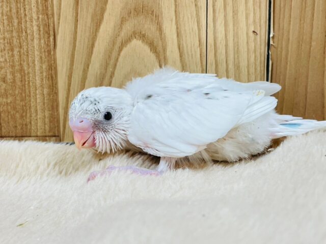 【最新動画更新🪄】白多めのごま塩ちゃん♡セキセイインコ(ハルクイン)ヒナ セキセイインコ