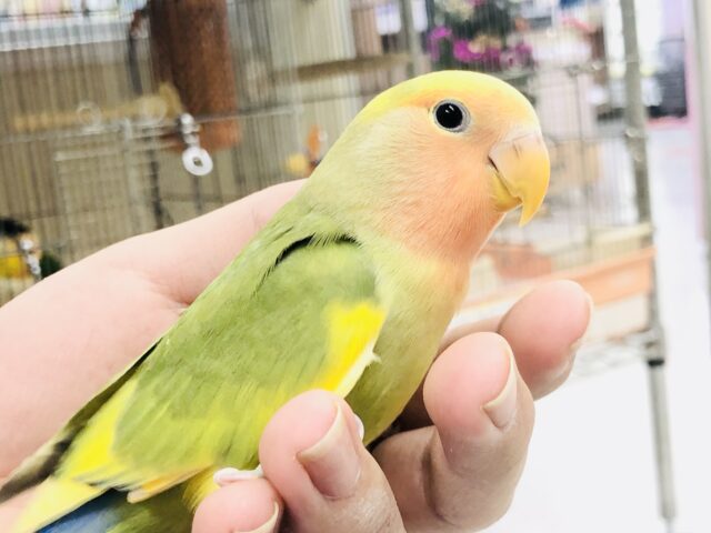コザクラインコ（小桜インコ）