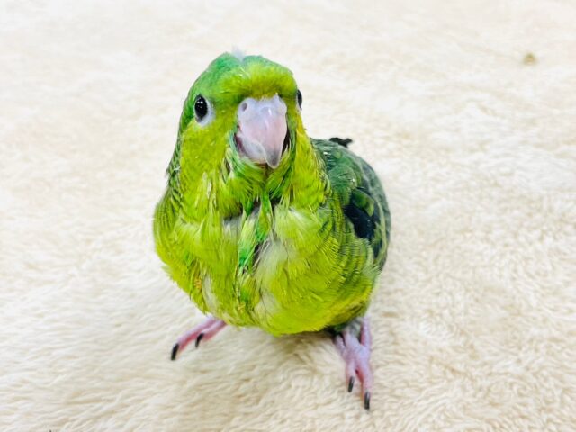 サザナミインコ