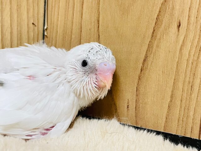 【最新動画更新🪄】白多めのごま塩ちゃん♡セキセイインコ(ハルクイン)ヒナ セキセイインコ