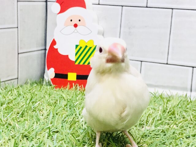 シルバーイノ文鳥