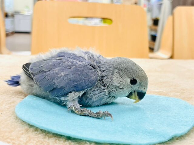 【最新画像更新🪄】わたっ子可愛過ぎ💕コザクラインコ(バイオレット)ヒナ コザクラインコ(小桜インコ)