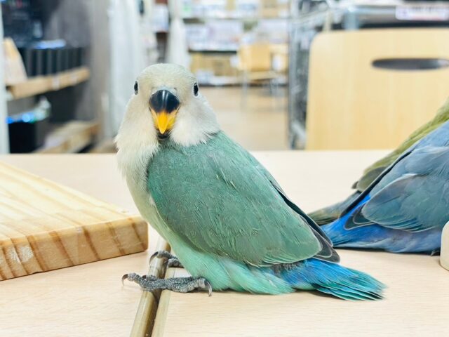 コザクラインコ（小桜インコ）