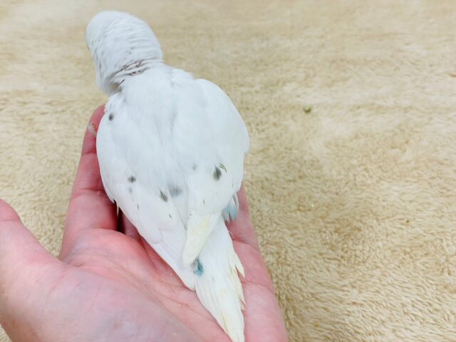 【最新動画更新🪄】白多めのごま塩ちゃん♡セキセイインコ(ハルクイン)ヒナ セキセイインコ