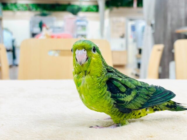 サザナミインコ