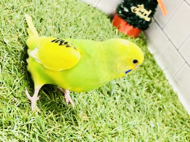 セキセイインコ