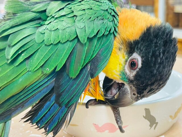 【最新動画】黒い頭が魅力的な元気っ子💕ズグロシロハラインコ(男の子) ズグロシロハラインコ