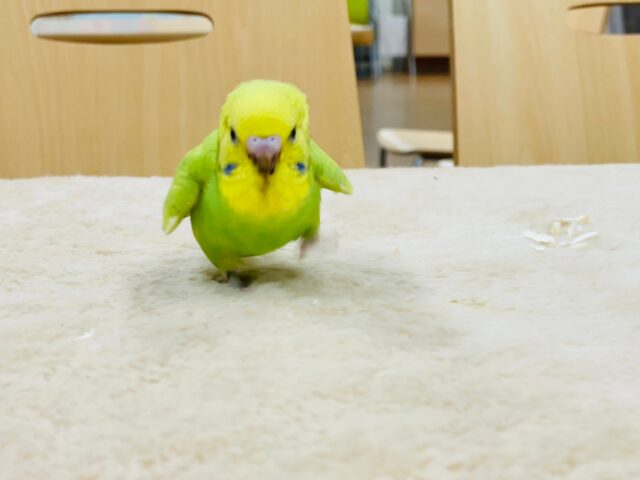 セキセイインコ