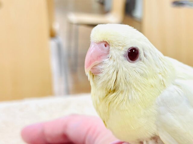 サザナミインコ