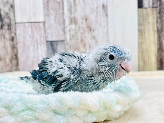 サザナミインコ