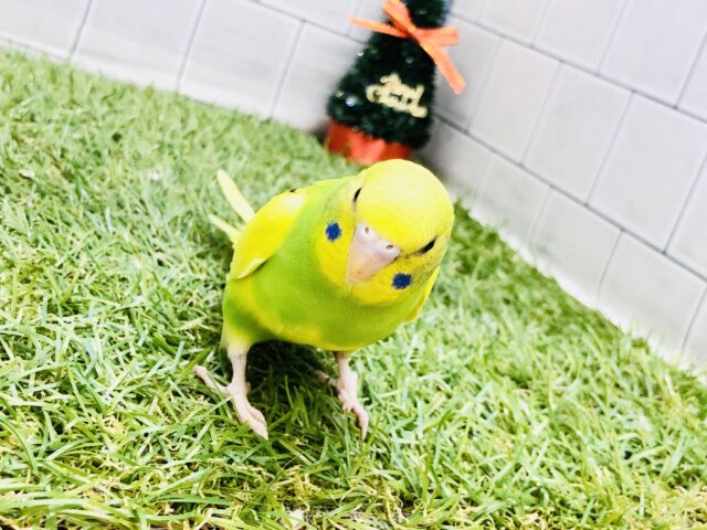 セキセイインコ