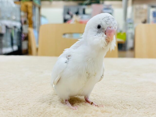 【最新動画更新🪄】白多めのごま塩ちゃん♡セキセイインコ(ハルクイン)ヒナ セキセイインコ