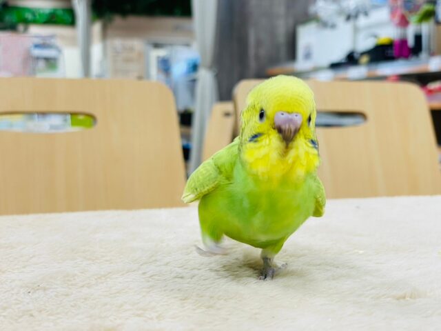 セキセイインコ