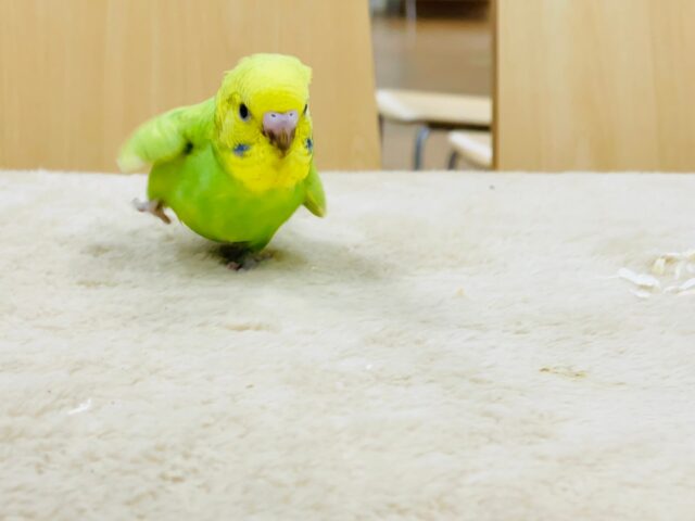 セキセイインコ