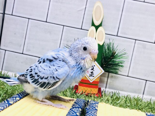 セキセイインコ