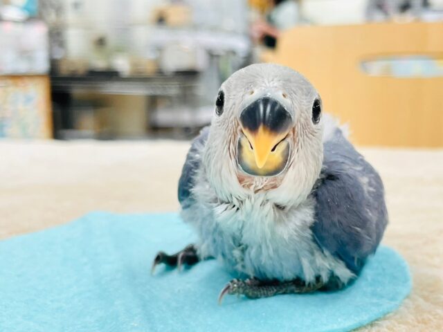 【最新画像更新🪄】わたっ子可愛過ぎ💕コザクラインコ(バイオレット)ヒナ コザクラインコ(小桜インコ)