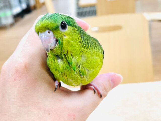 サザナミインコ