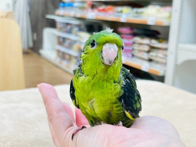 サザナミインコ